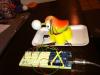 Bird with circuits